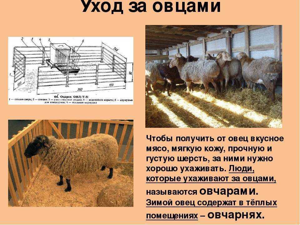 Овца животное. образ жизни и среда обитания овцы | животный мир