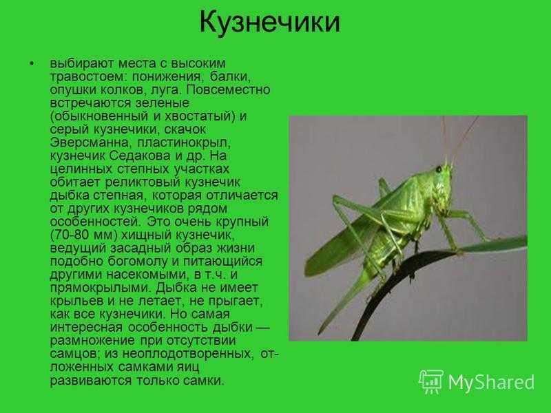 Отряд прямокрылых: фото и факты