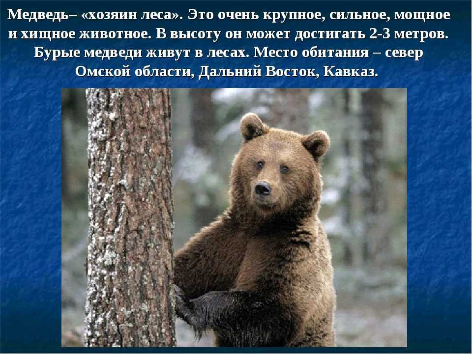 Белый медведь (доклад для 4 класса)