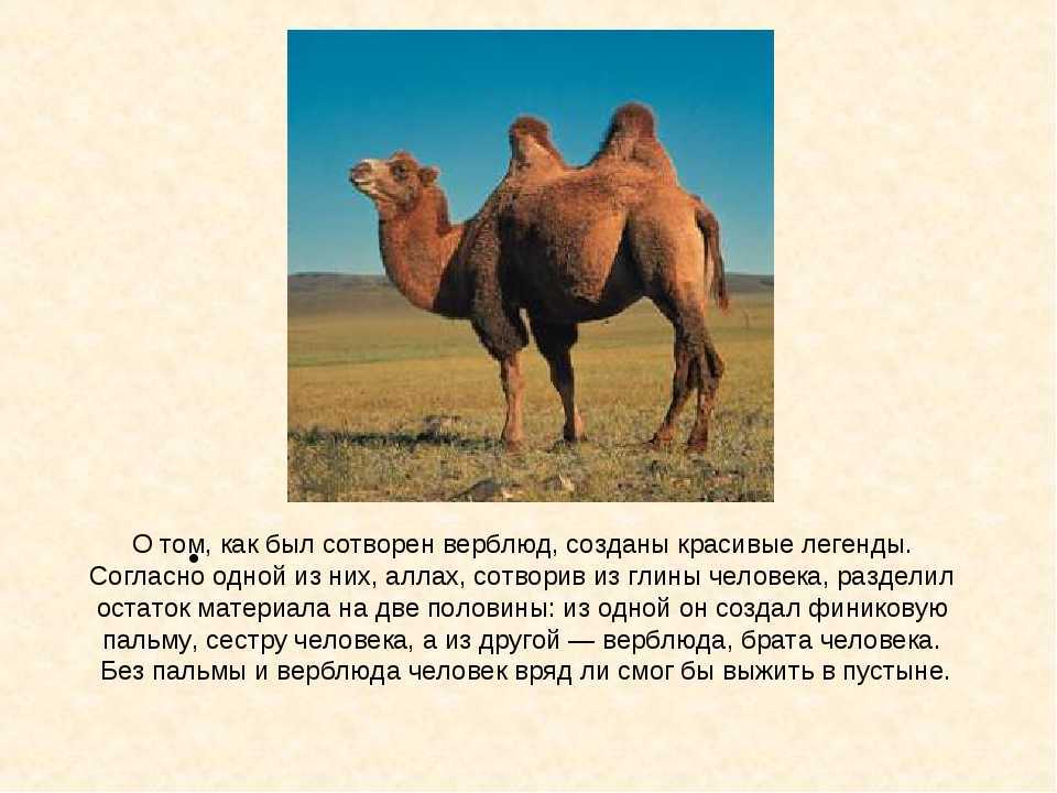 Какие существуют виды верблюдов?