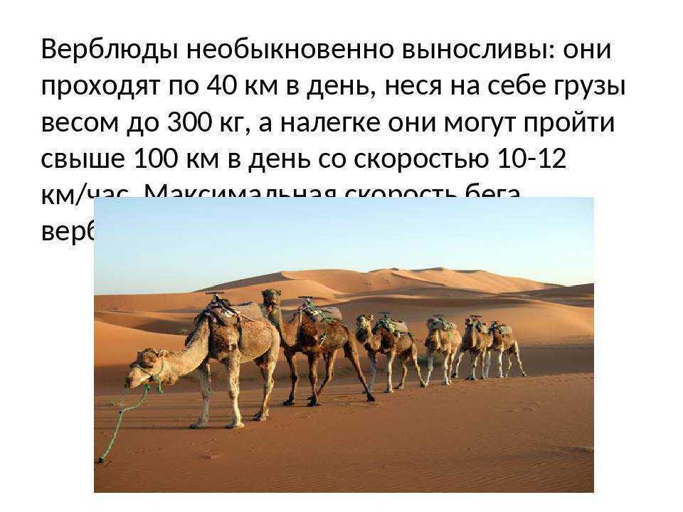 Доклад на тему верблюд 4 класс (виды, где живут, чем питаются) сообщение