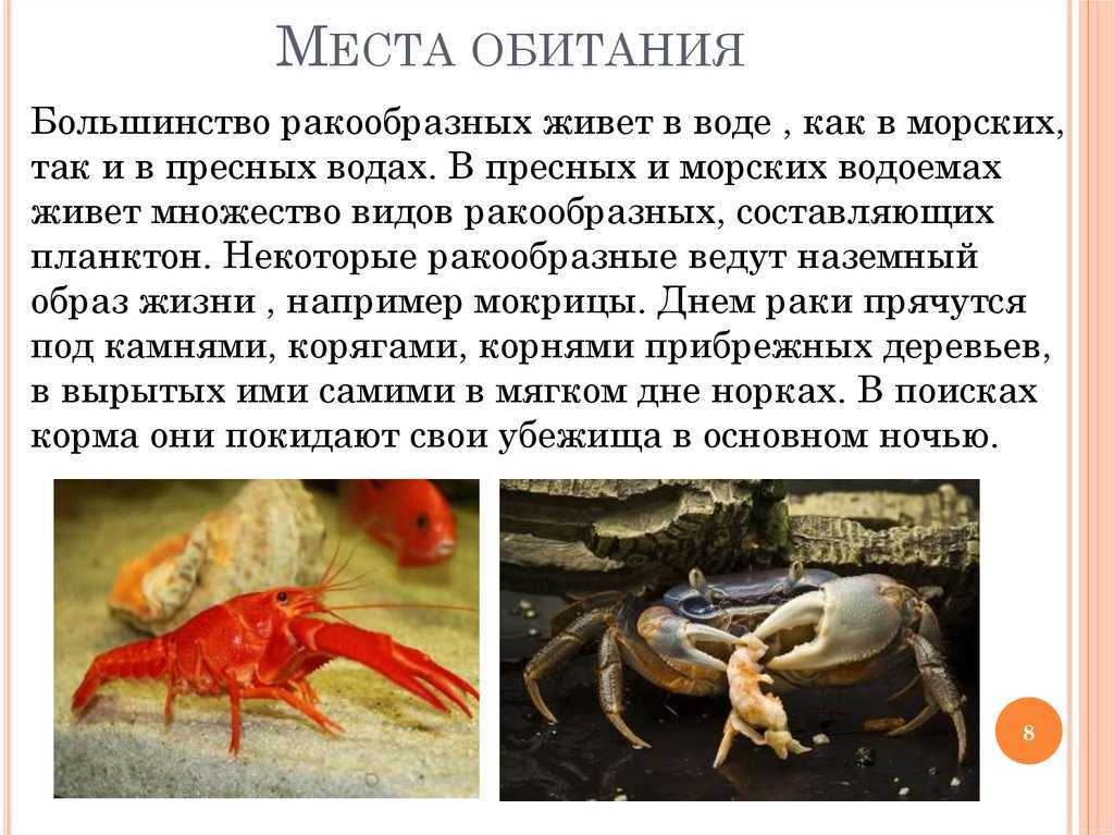 🚩 что известно про креветок: самые уникальные и удивительные факты о них