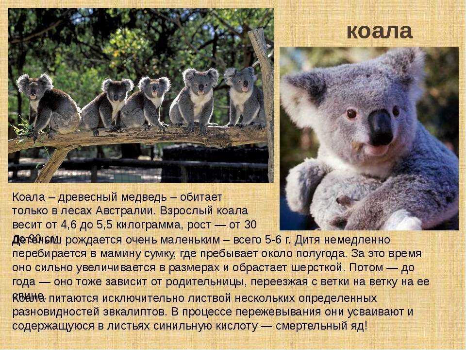 Интересные факты о коалах