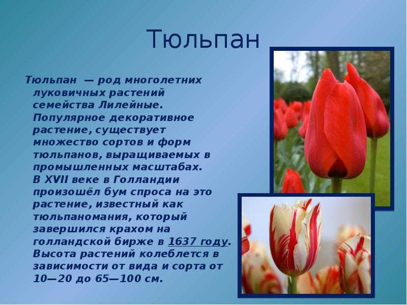 Описание тюльпана - тюльпаны . все о тюльпанах