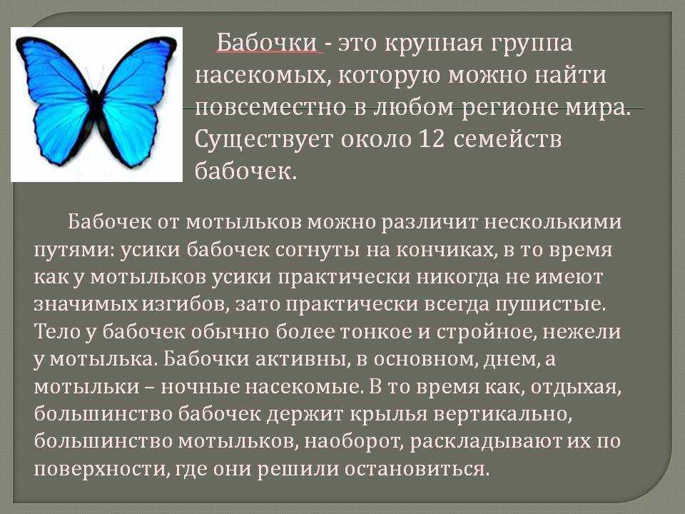 Сведения о бабочках 2 класс окружающий мир. Сообщение о бабочке. Интересные факты о бабочках. Доклад про бабочку. Доклад интересное о бабочках.