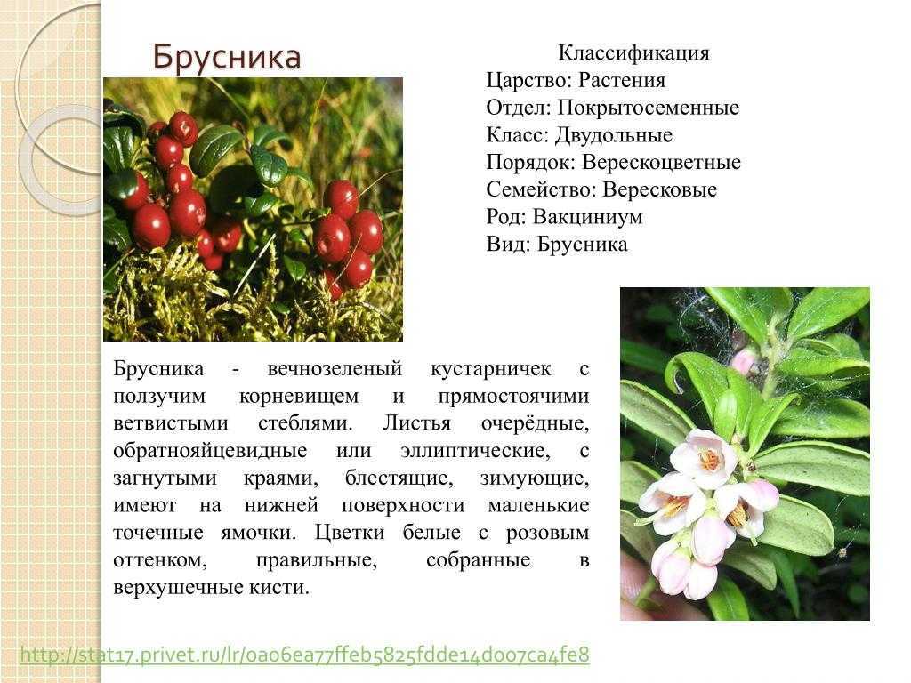 7 фактов о пользе брусники для организма с опорой на исследования
