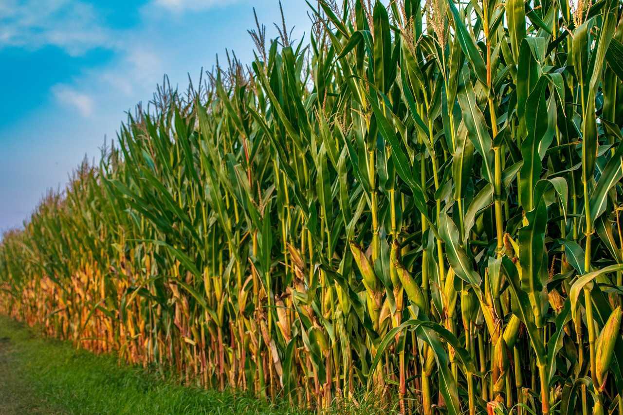 Мировое лидерство кукурузы