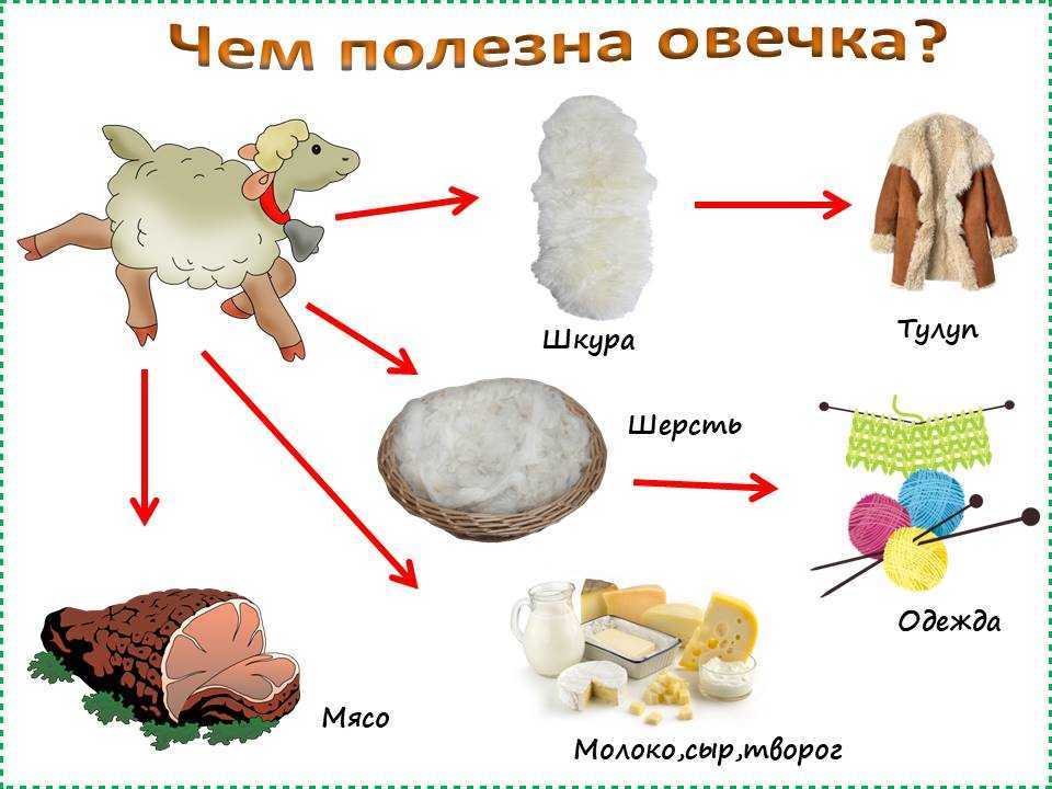 Домашние животные овца картинки для детей