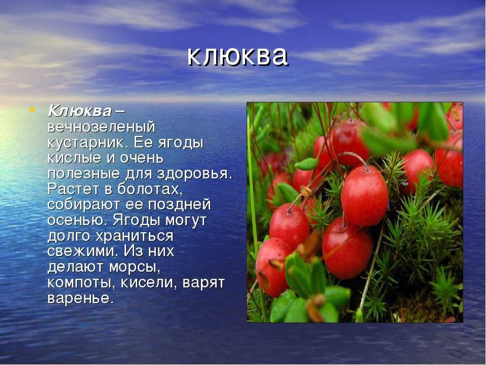 Презентация о клюкве