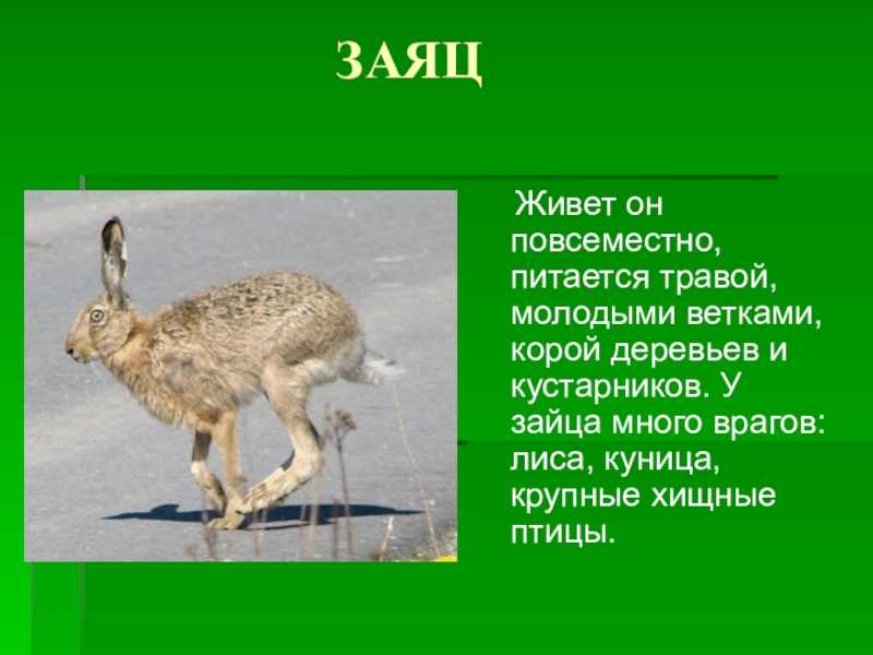 Заяц: чем питается, где живет, особенности строения и продолжительность жизни, интересные факты
