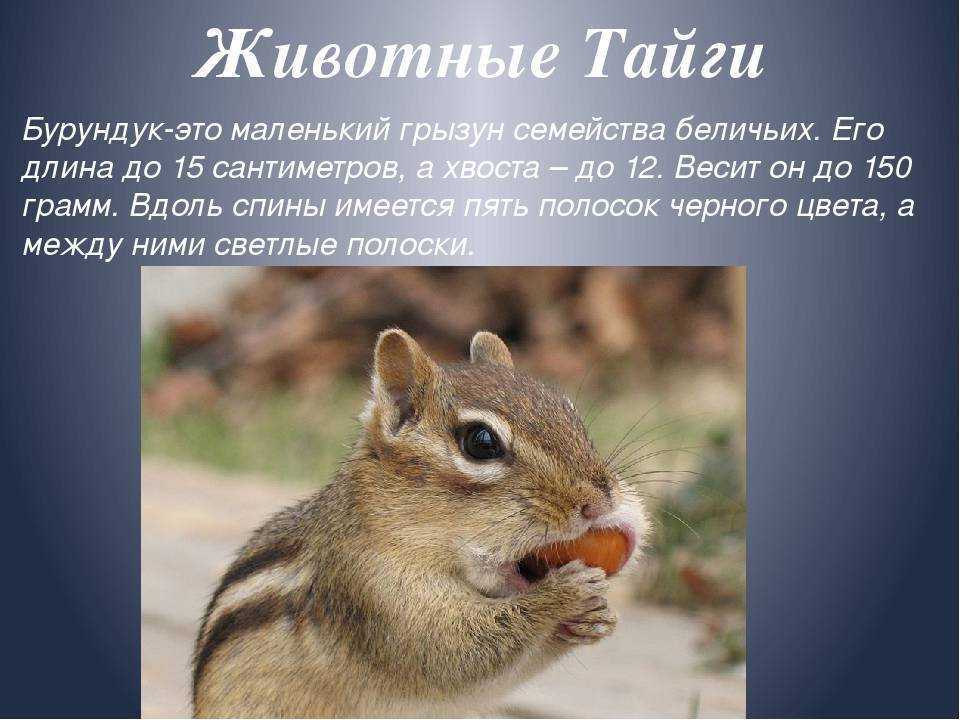 Бурундук домашний
