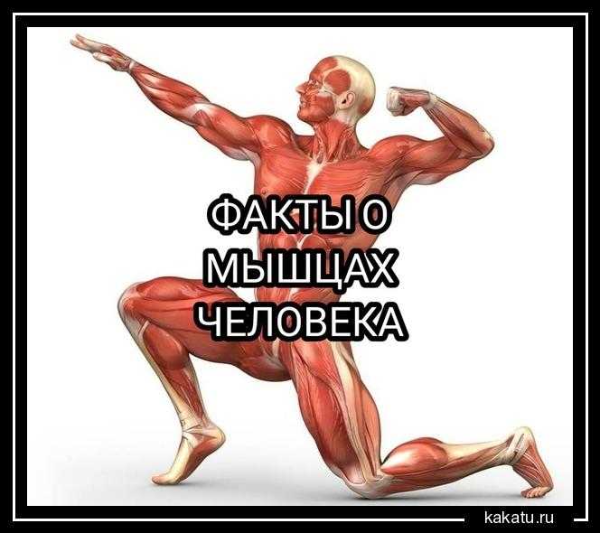 о мышцах это замечательная возможность узнать больше об анатомии человека Мышцы играют важную роль в жизнедеятельности каждого из нас