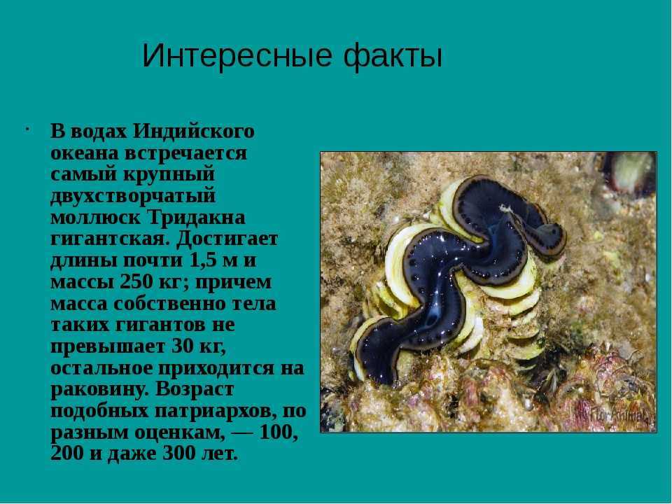 Как съездить на мадагаскар и остаться в живых