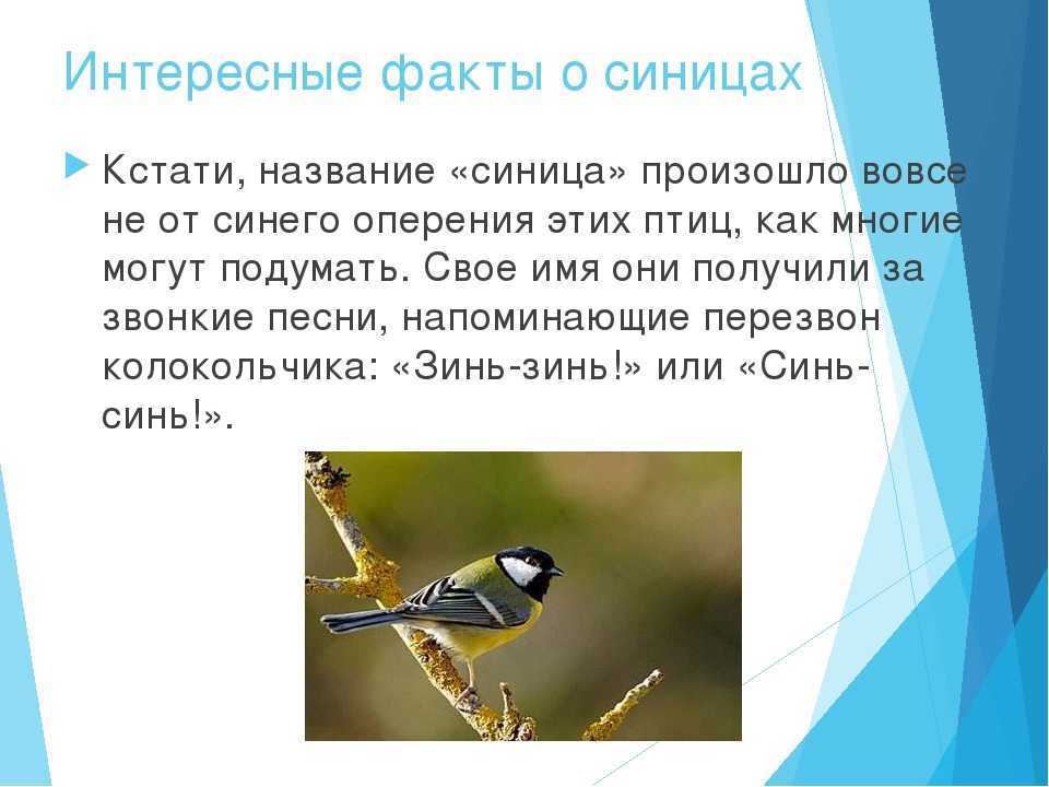 Синица птица. образ жизни и среда обитания синицы | животный мир