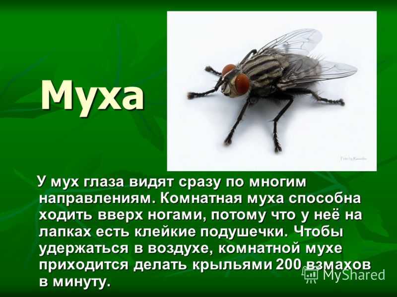 Экологический рассказ про насекомых для старших дошкольников 6-7 лет