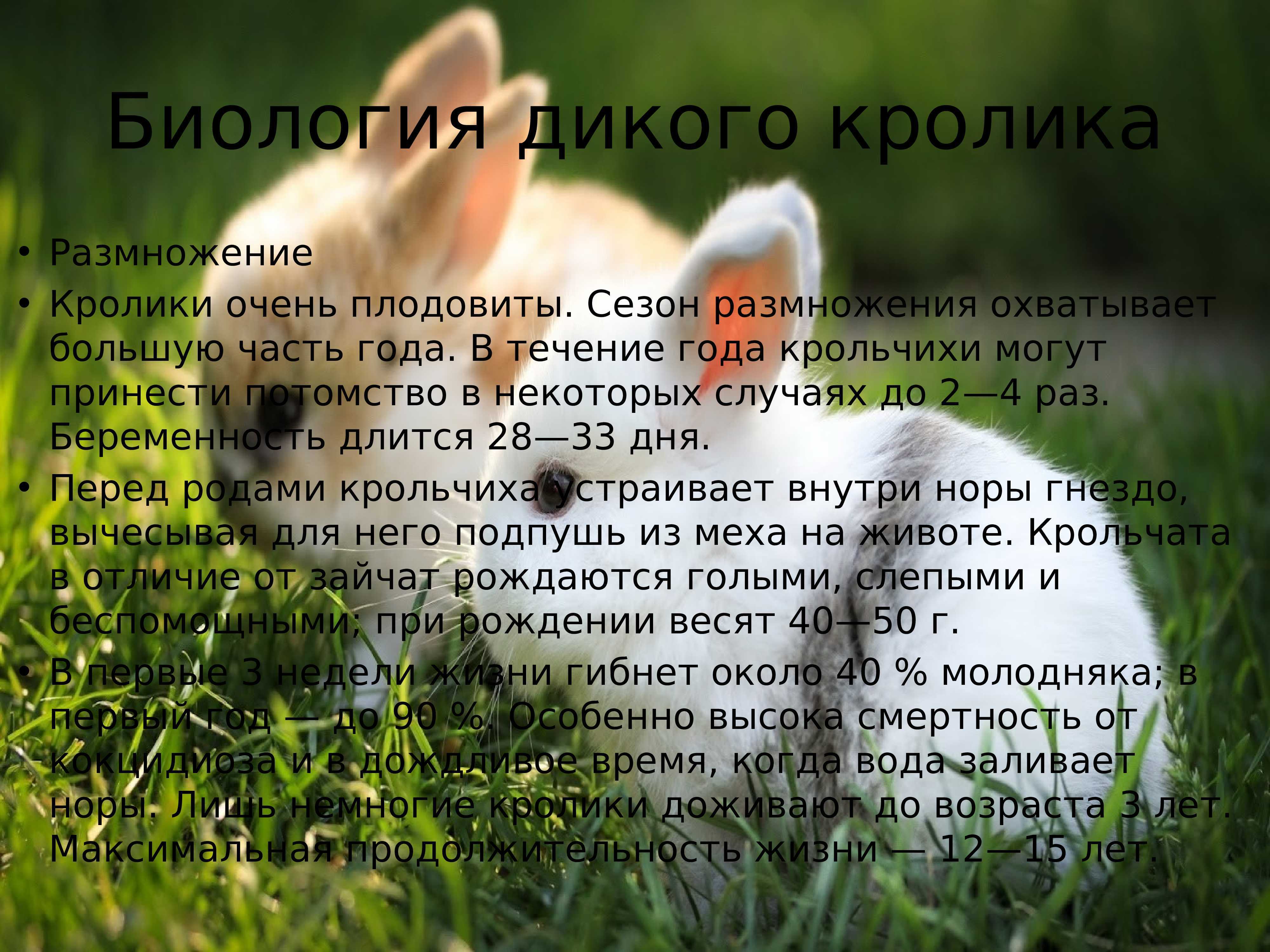 Карликовые кролики: несколько интересных фактов