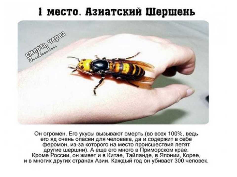 Самые опасные насекомые для человека. Самые опасные насекомые в России. Самое ядовитое насекомое в России. Опасные насекомые Шершень. Сколько укусов пчел