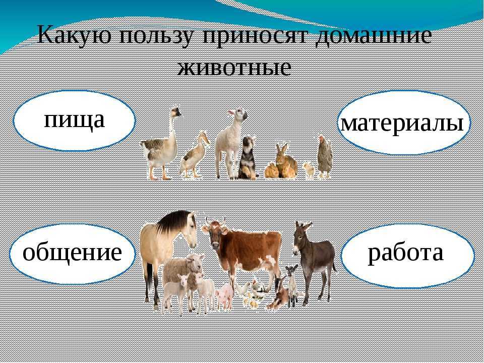 Принести какой вид. Какую пользу приносят животные. Полезные домашние животные. Какую пользу приносят жив. Домашние животные польза.