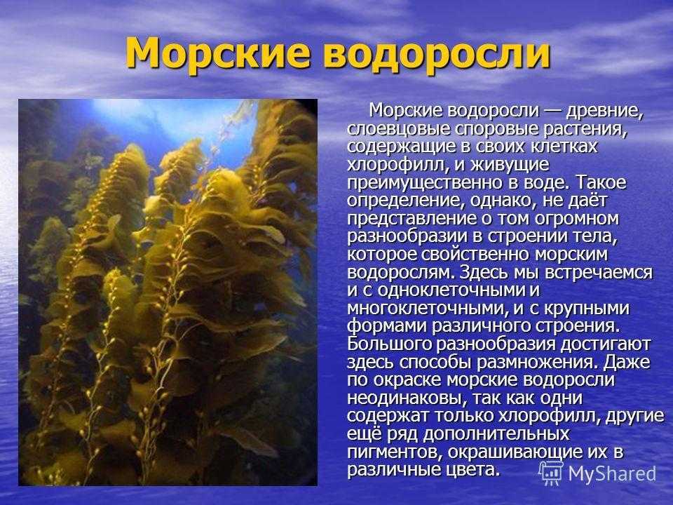 Сообщение про водоросли. Бурые водоросли 5 класс биология. Растения обитающие в воде. Сообщение о водорослях. Рассказ о водорослях.