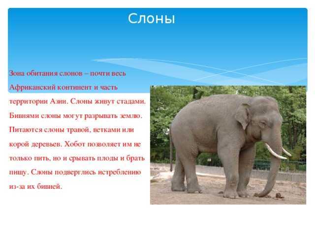 Слон — краткое описание, процесс размножения, интересные факты (89 фото + видео)