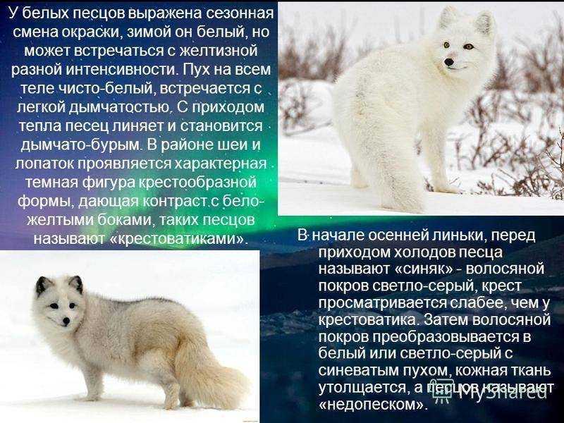 Доклад на тему песец (сообщение) (описание для детей)