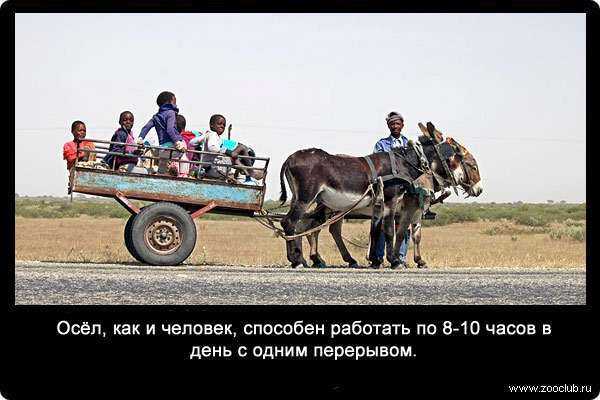 Млекопитающие животные: список, описание отрядов