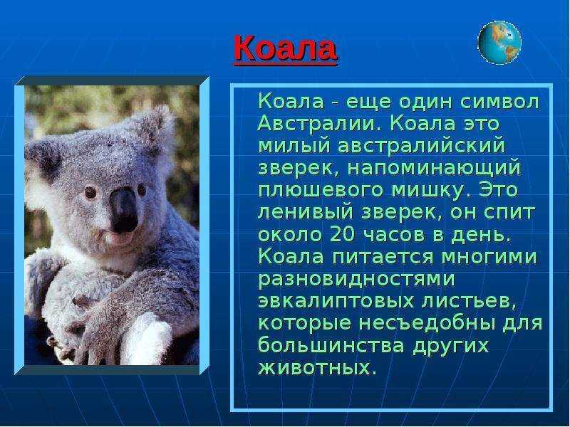 Интересные факты о коалах