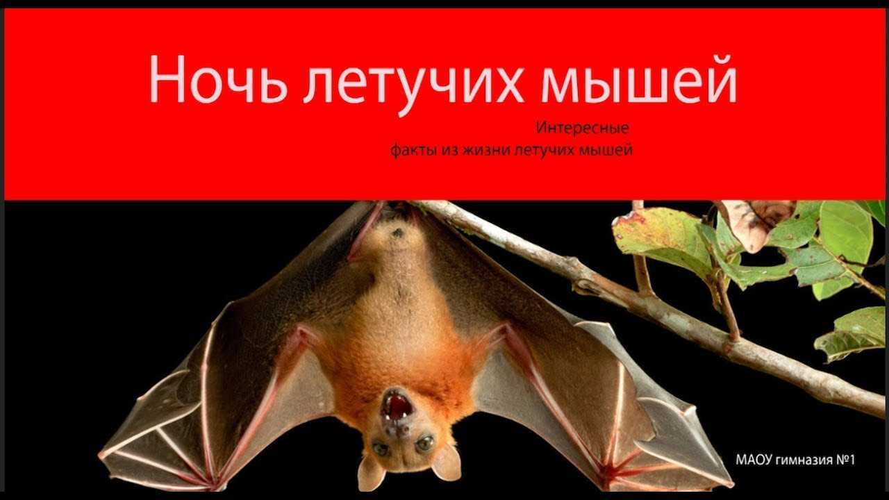 Летучая мышь: описание животного для детей. где живет, чем питается и как размножается летучая мышь?