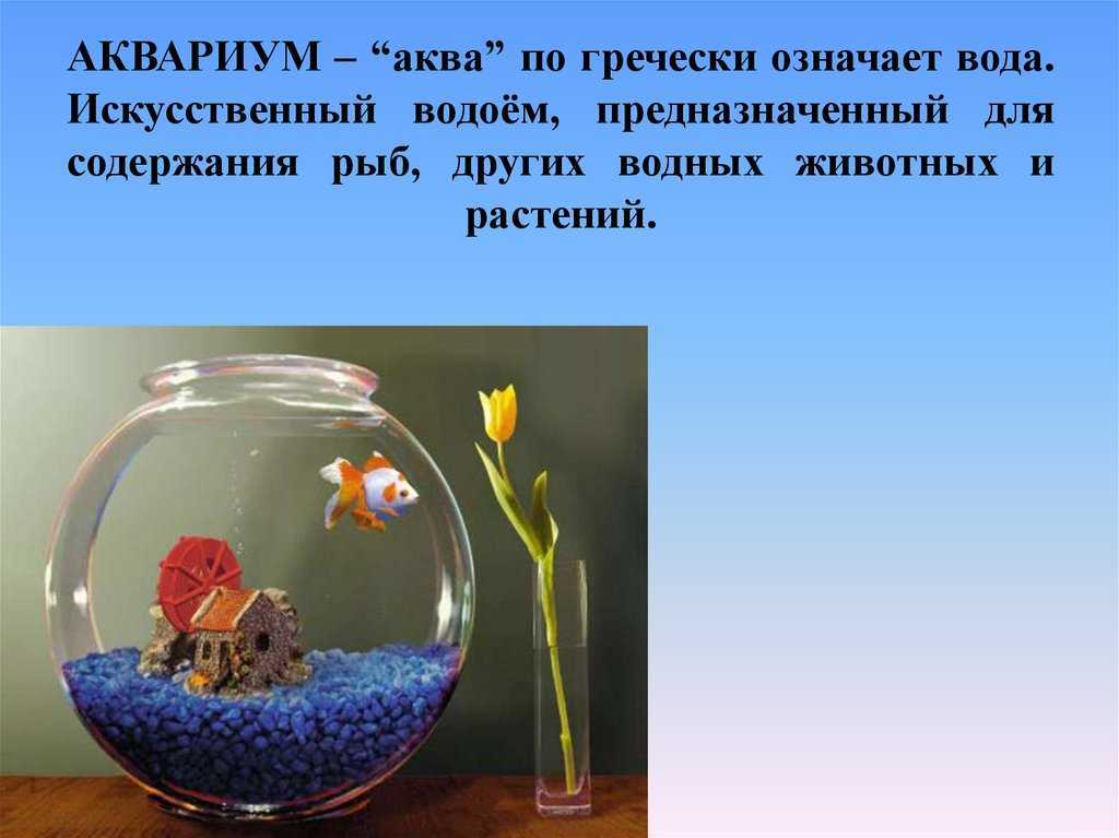 Морской аквариум в домашних условиях