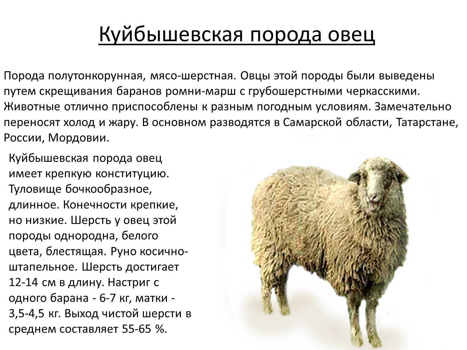 Овца животное. образ жизни и среда обитания овцы