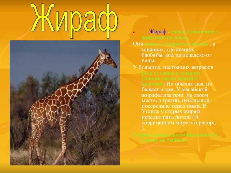Все сведения о жирафах: среда обитания, поведение, физиология, особенности вида и любопытные факты