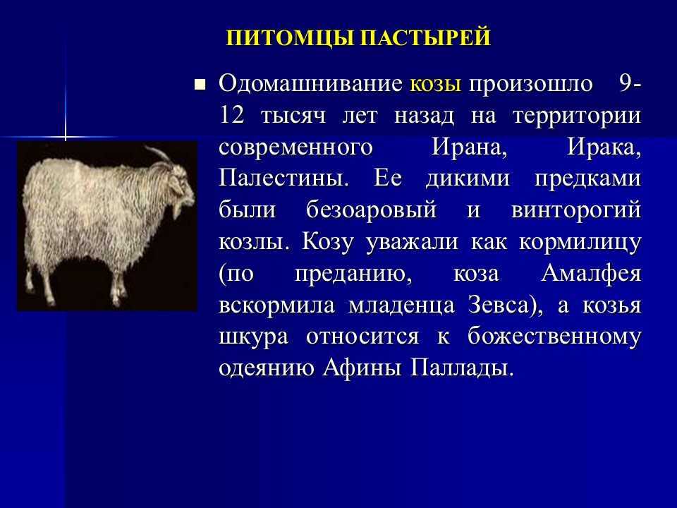 Версии о происхождении кошек