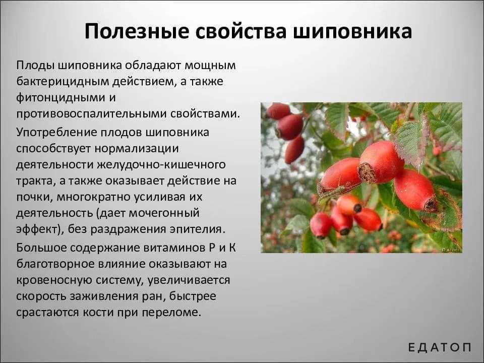 Шиповник майский или коричный - rosa majalis herrm.