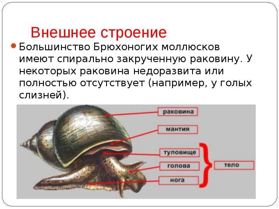 Представители моллюсков и членистоногих рисунок егэ