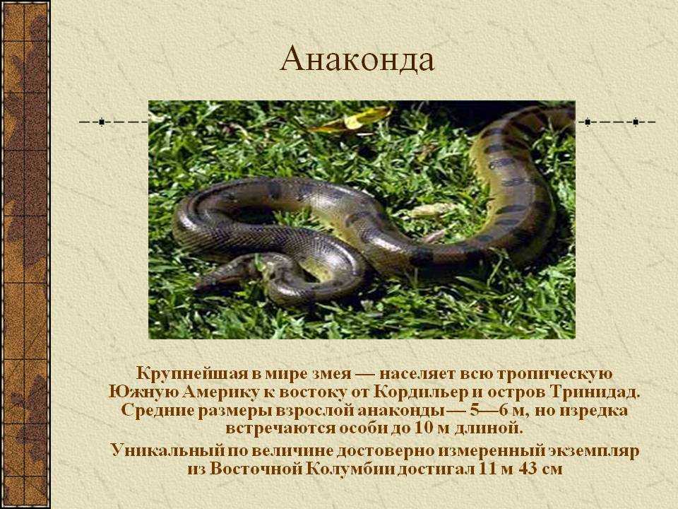 Анаконда змея. образ жизни и среда обитания анаконды | животный мир
