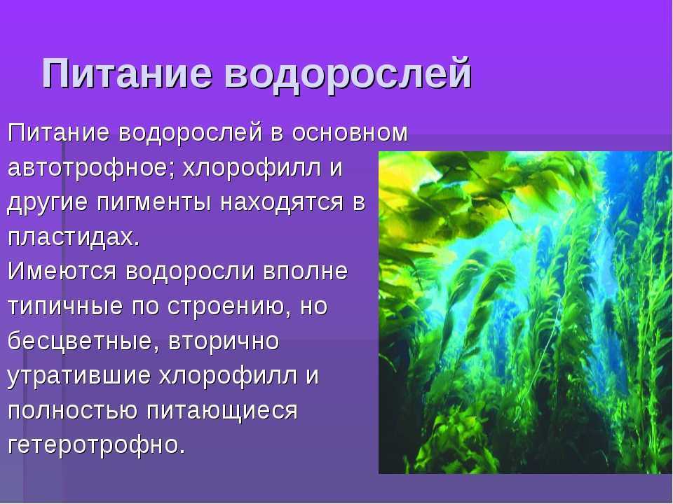 Термины водорослей. Водоросли 6 класс биология кратко. Сообщение о водорослях. Проект про водоросли. Сообщение об водораслях.