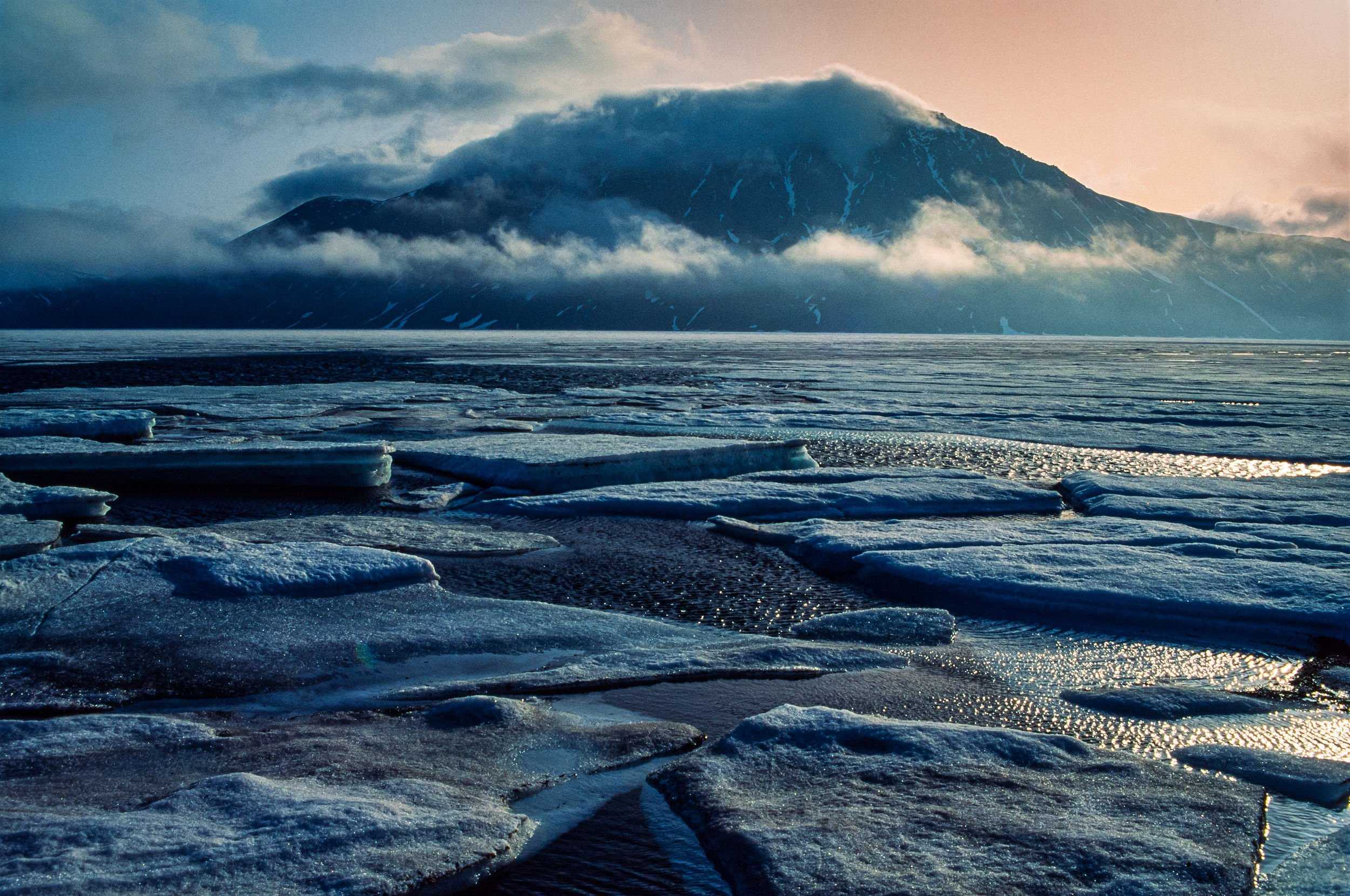 Экологические проблемы северного ледовитого океана | животный мир