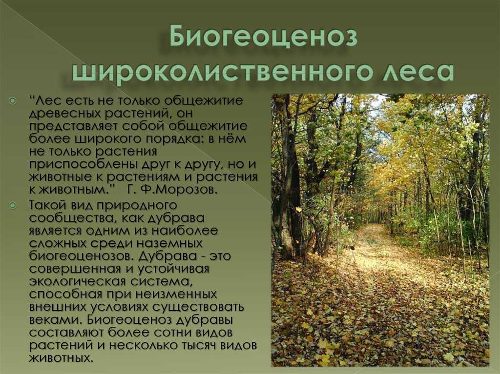 Интересные факты о деревьях, виды деревьев, их применение – удивительные факты