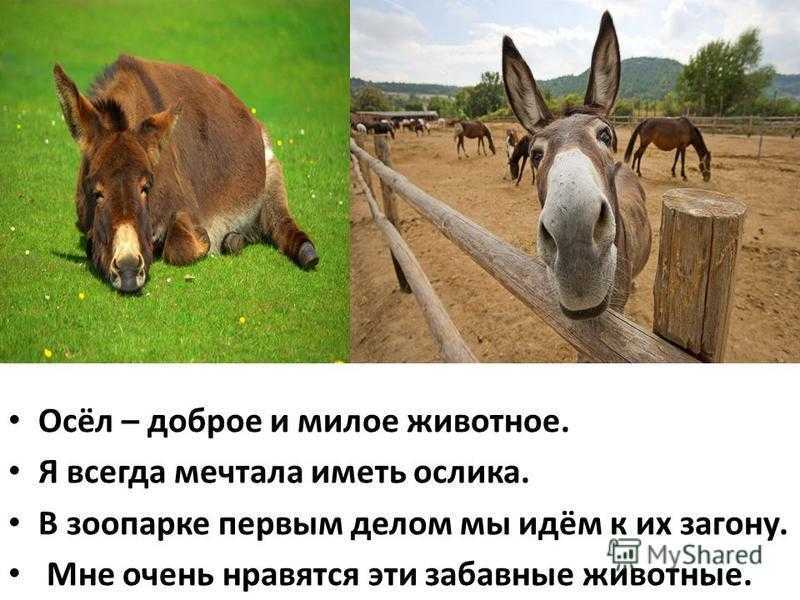 Осел дикий (equus asinus): фото, виды, интересные факты
