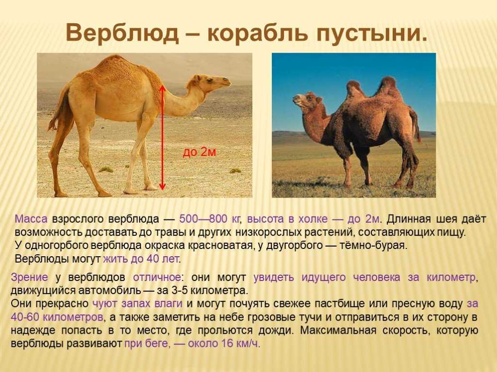 15 интересных фактов о верблюдах
