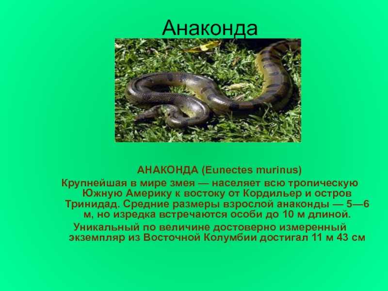 Самая крупная в мире змея — анаконда