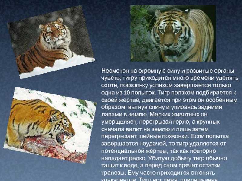 Редкие животные из красной книги. амурский (уссурийский) тигр