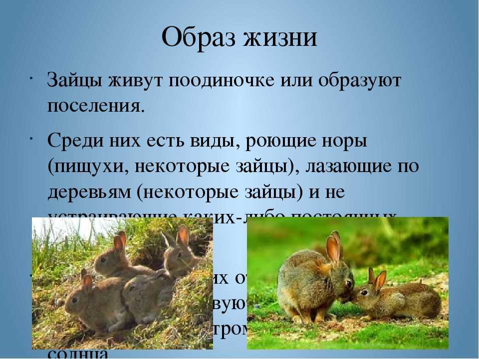 Зайцев без слов. Образ жизни зайца. Интересные факты о зайцах. Удивительные факты о зайцах. Интересные факты о зайцах для детей.