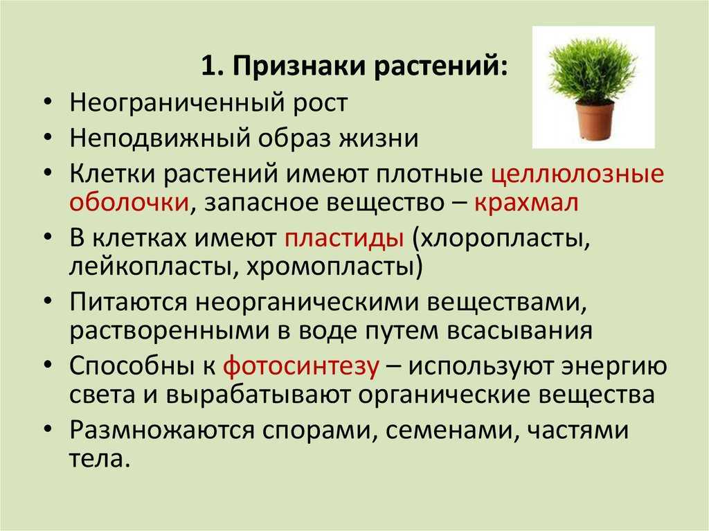 Признаки растений какого класса изображены на рисунке перечислите эти признаки какие семейства