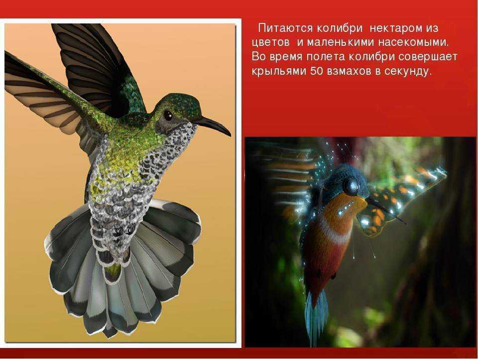 Физика в мире животных: колибри и ее полет
