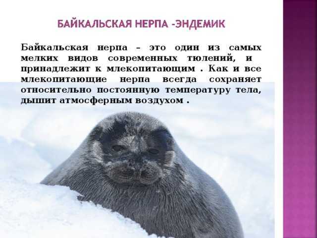 Байкальская нерпа