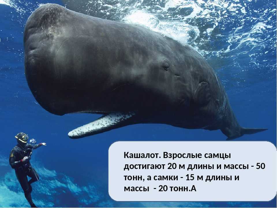 Кошелот. Кашалот вес. Огромный Кашалот. Самый большой Кашалот в мире. Размеры кашалота и кита.