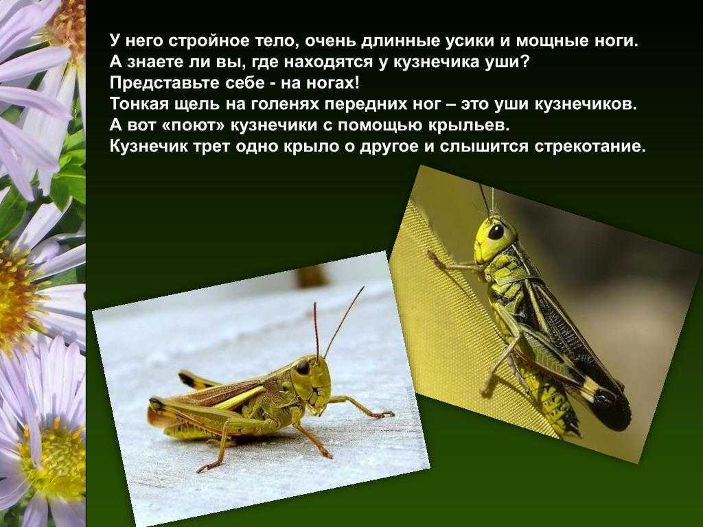 Степная дыбка (85 фото) - описание, красная книга, питание насикомого