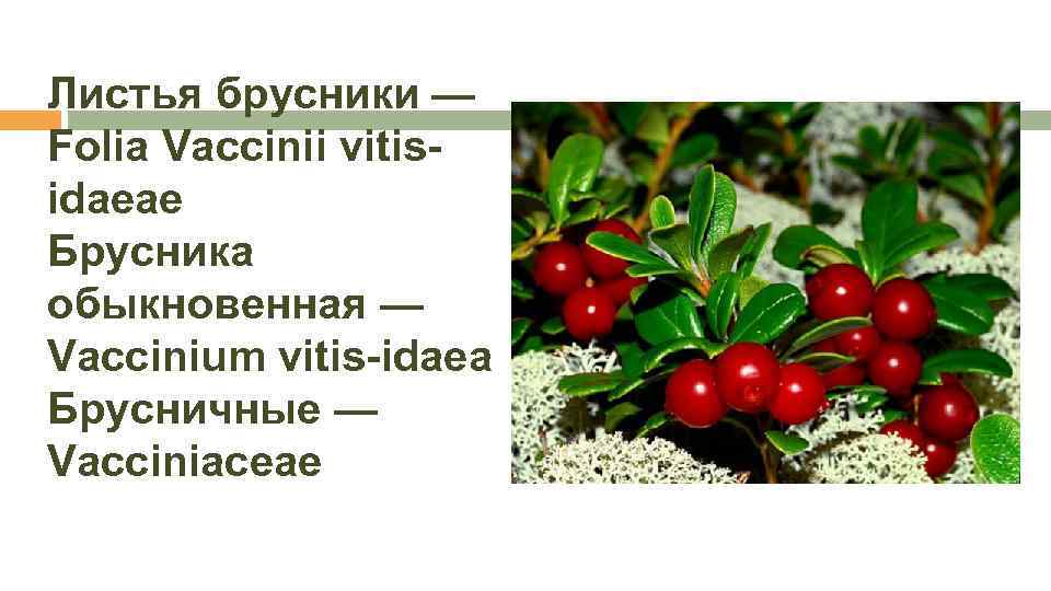 Лекарственное сырье брусника. Семейство брусничные. Брусника обыкновенная латынь. Брусника жизненная форма. Брусника сырье.