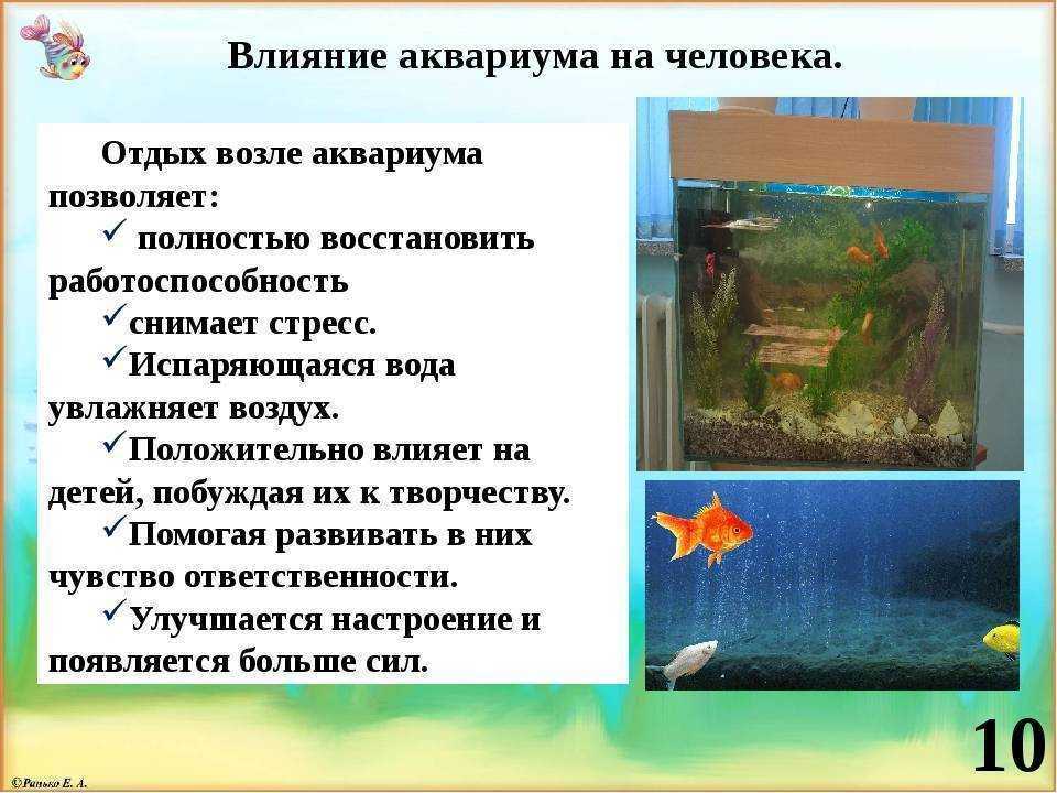 Какая вода нужна рыбам. Правила ухода за аквариумными рыбками для детей. Влияние аквариума на человека. Аквариум для презентации. Наблюдение за аквариумными рыбками.